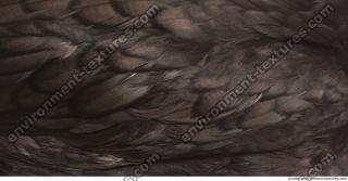 feathers animal 0006